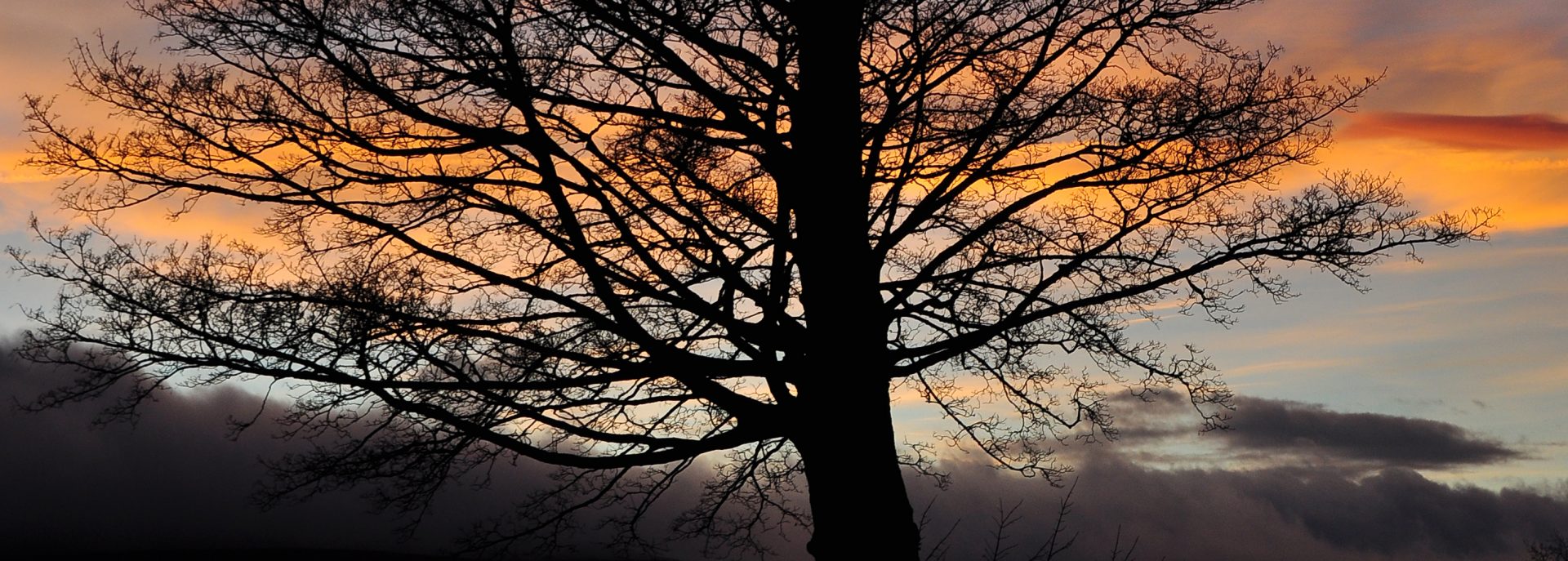 Sunset Tree by thirty5